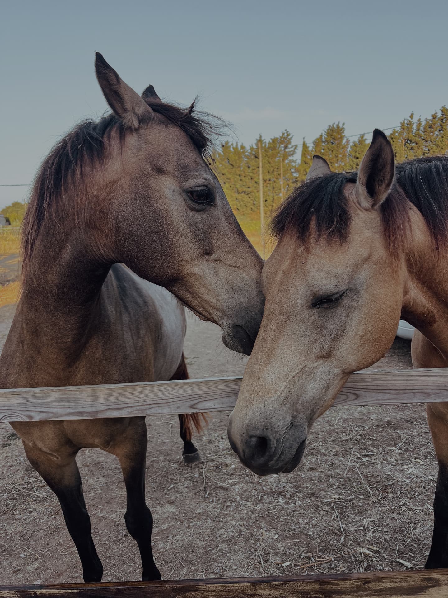 Aponi and Noah, the two horses at the heart of Maluhia Animal Sanctuary