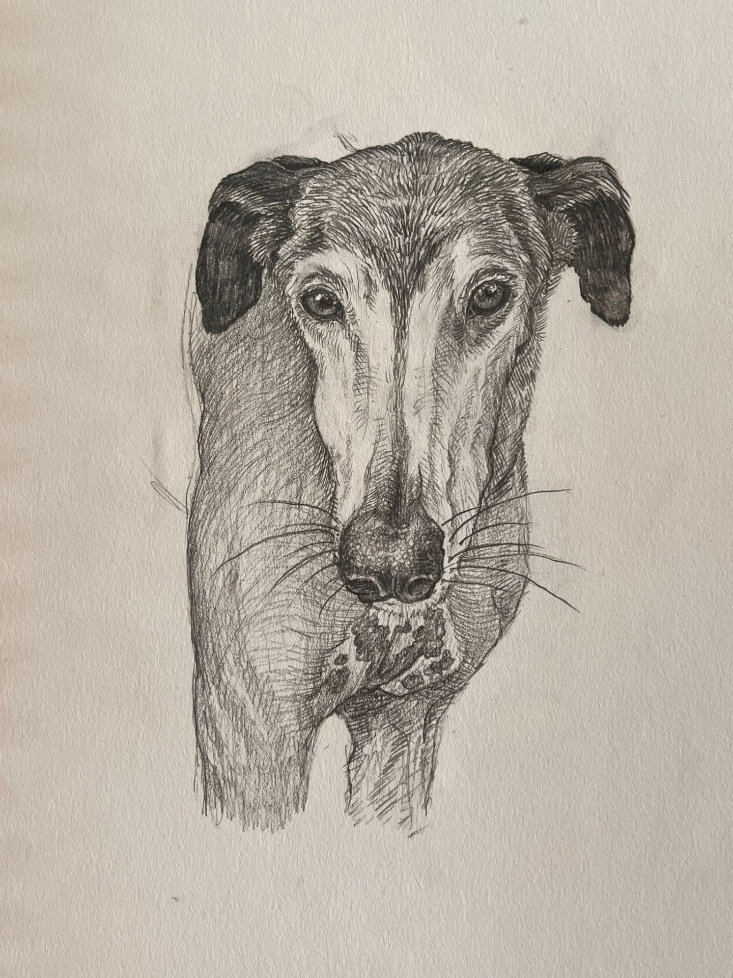 Pencil illustration of a sanctuary dog by Sadie Siegler